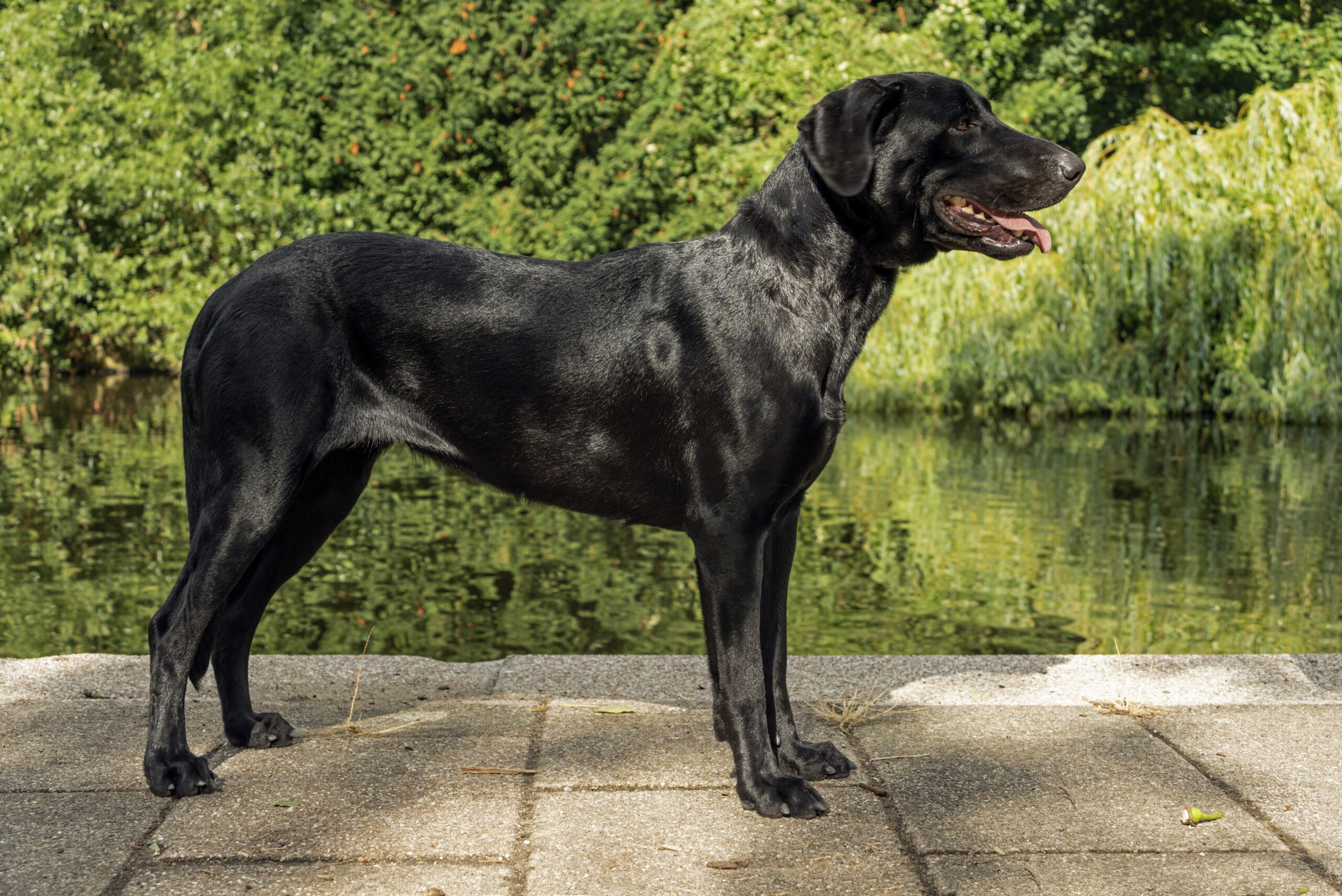 Perro De Pastor Mallorquin (Ca de Bestiar) - Koninklijke Nederlandse ...